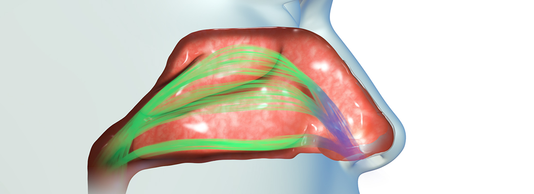 septum-turbinates-long.jpg