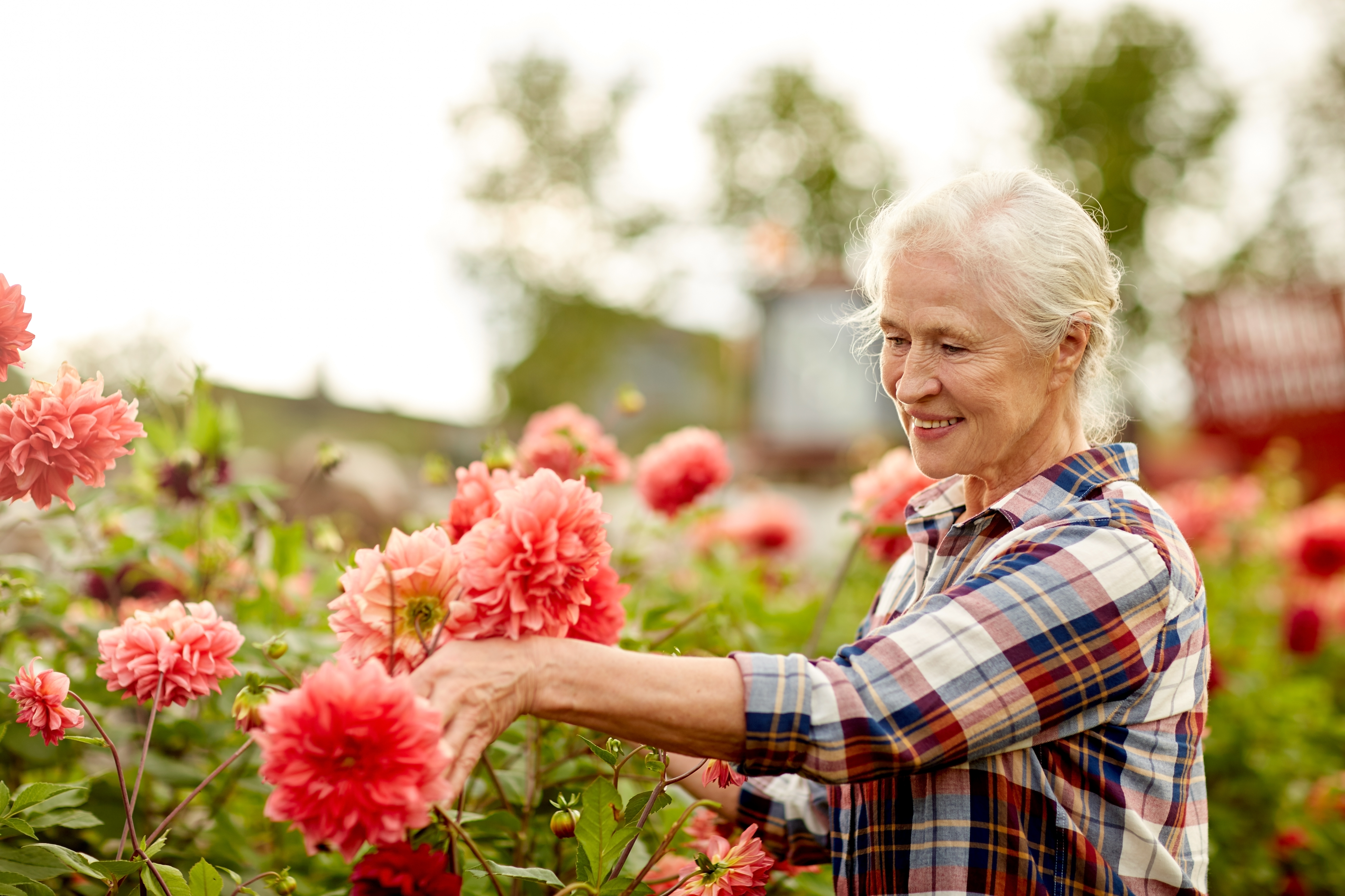 Allergy-SeniorFemaleFlowers.jpeg