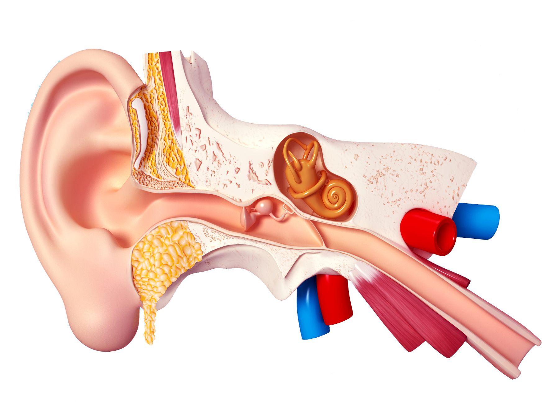 Ear-Anatomy.jpg
